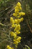 Galium verum