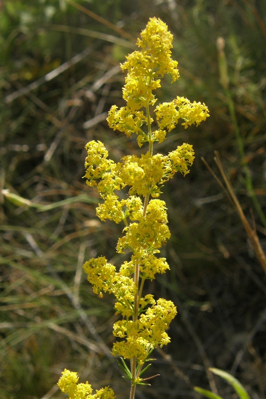 Image of Galium verum specimen.