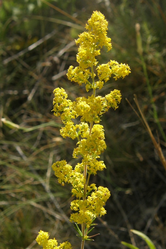 Изображение особи Galium verum.