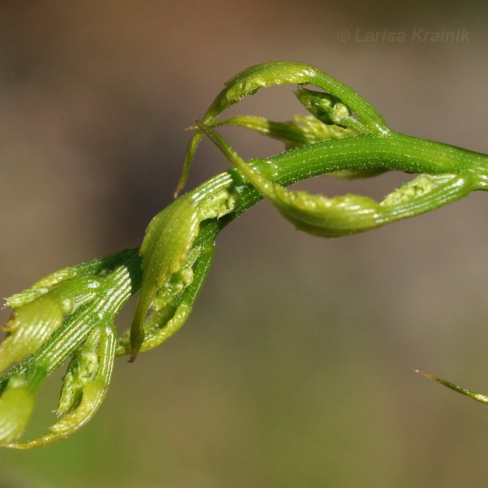 Image of Dioscorea nipponica specimen.