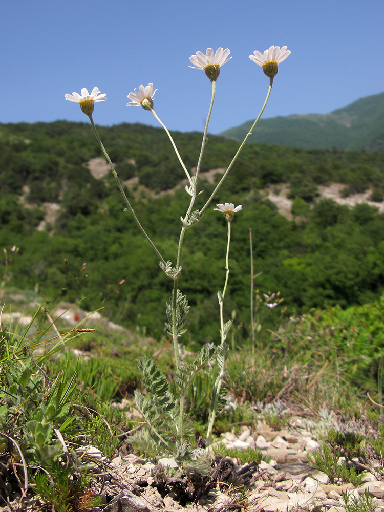 Изображение особи Pyrethrum poteriifolium.