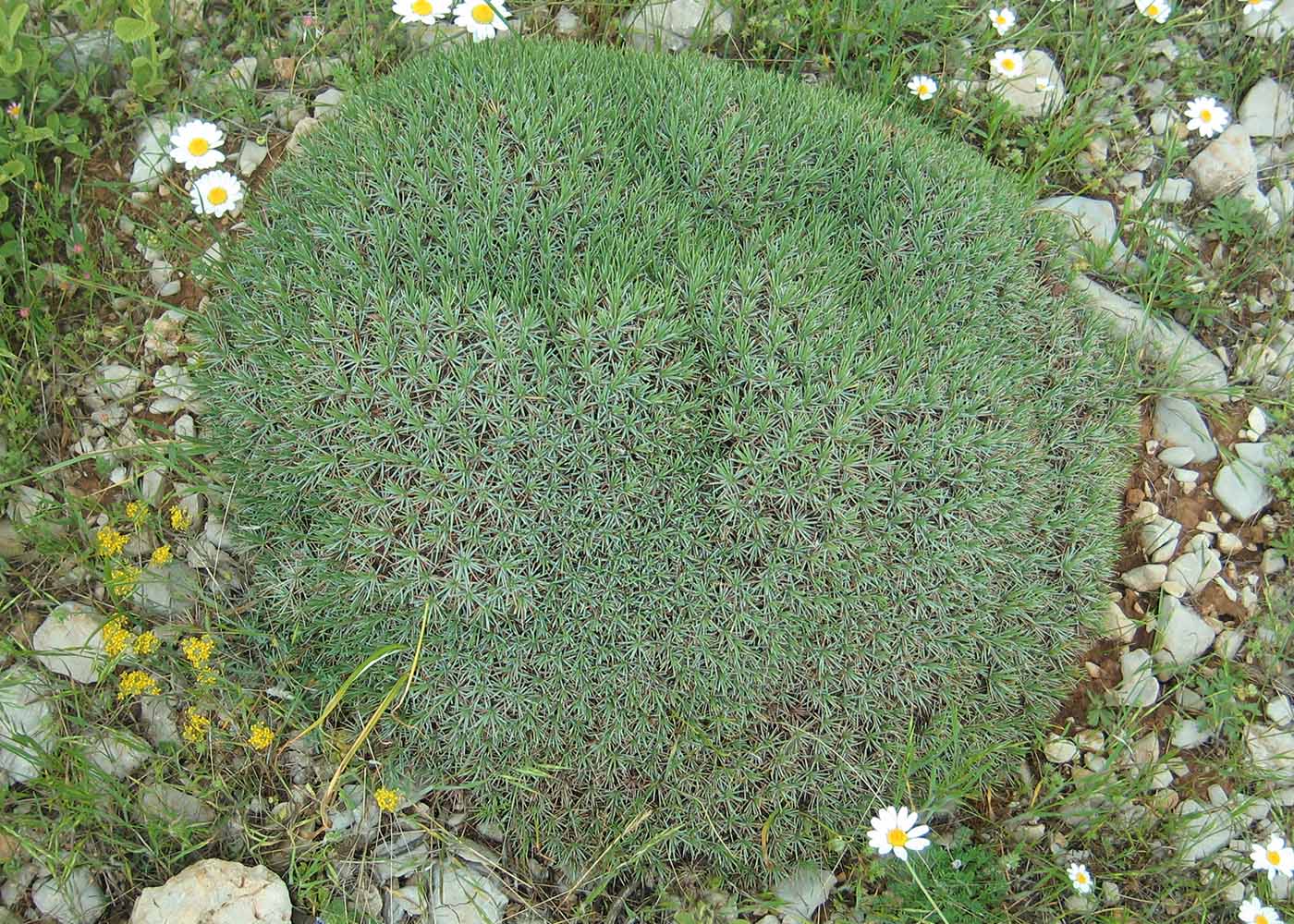 Image of genus Acantholimon specimen.