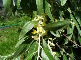 Elaeagnus angustifolia. Ветка с цветками и листьями. Ставропольский край, г. Кисловодск, Крестовая гора, на территории санатория им. М. Горького, в посадках (43°53′57,01″ с.ш., 42°43′17,64″ в.д.). 05.06.2014.