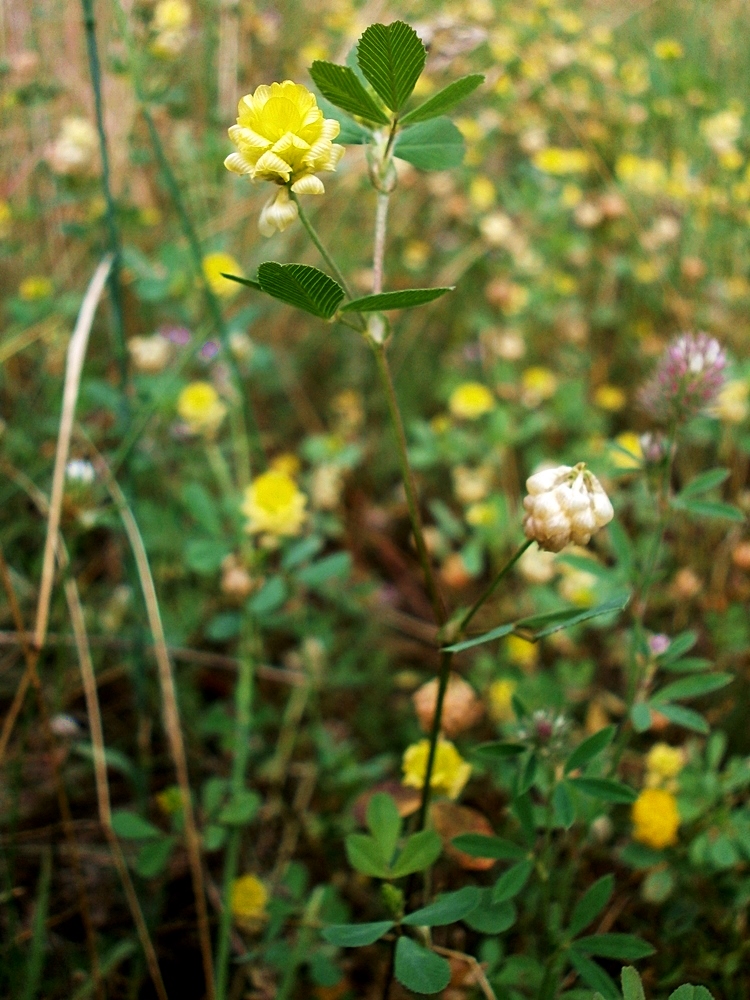 Изображение особи Trifolium campestre.