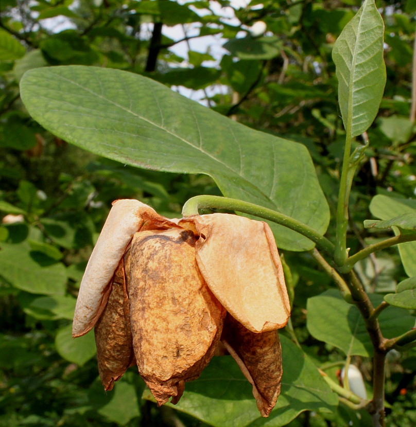 Изображение особи Magnolia sieboldii.