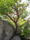 Sorbus sibirica