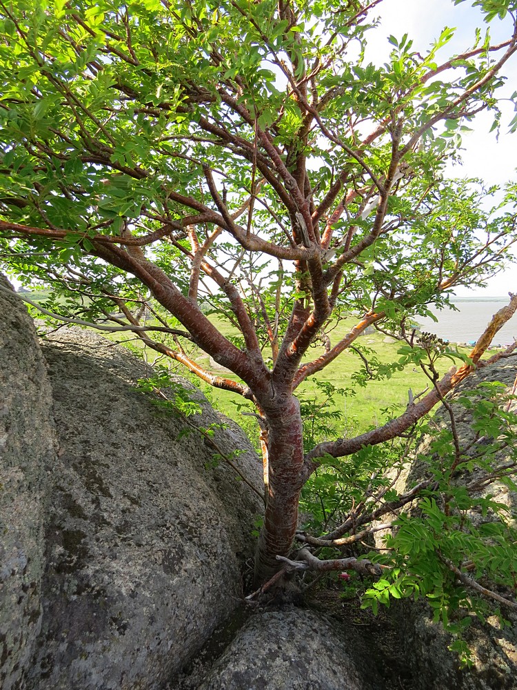 Image of Sorbus sibirica specimen.