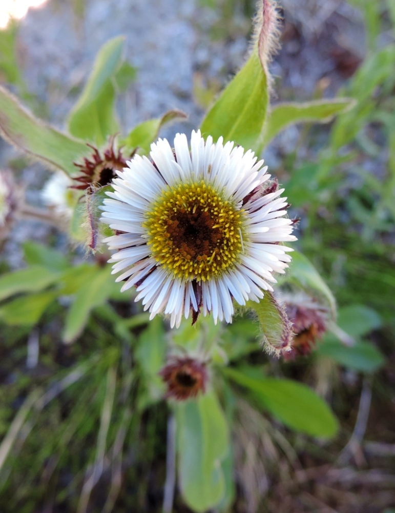 Image of genus Erigeron specimen.