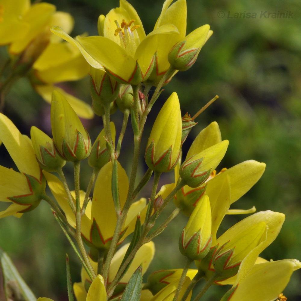 Изображение особи Lysimachia davurica.