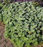 Geranium renardii