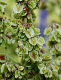 Rheum alexandrae