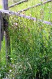 Epilobium parviflorum