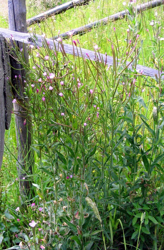 Изображение особи Epilobium parviflorum.