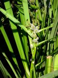 Sparganium erectum