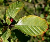 Frangula alnus