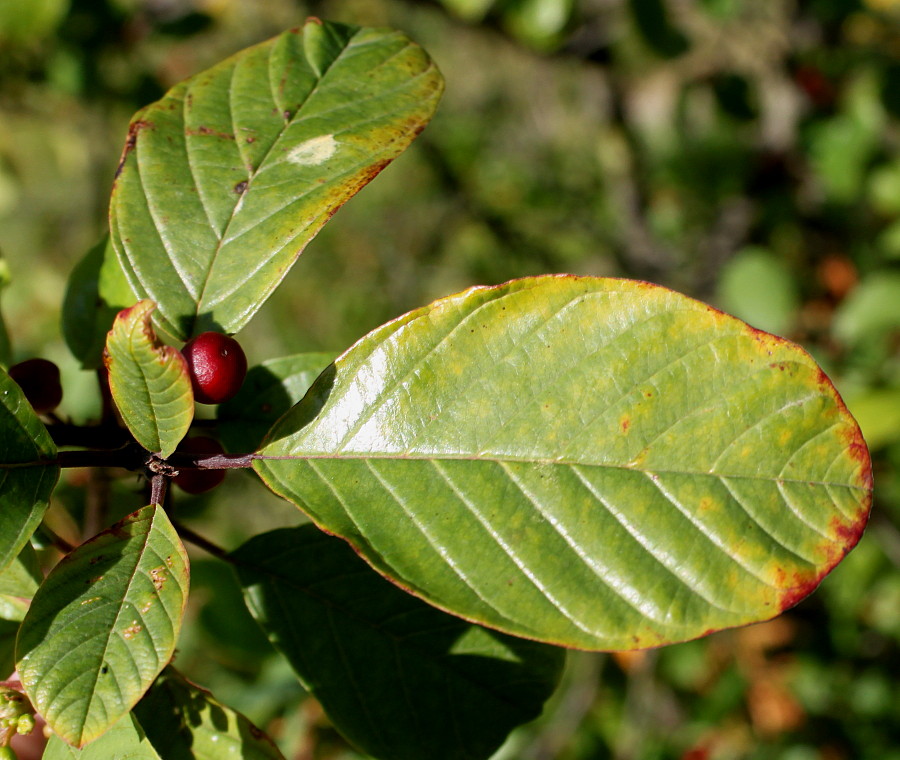 Изображение особи Frangula alnus.