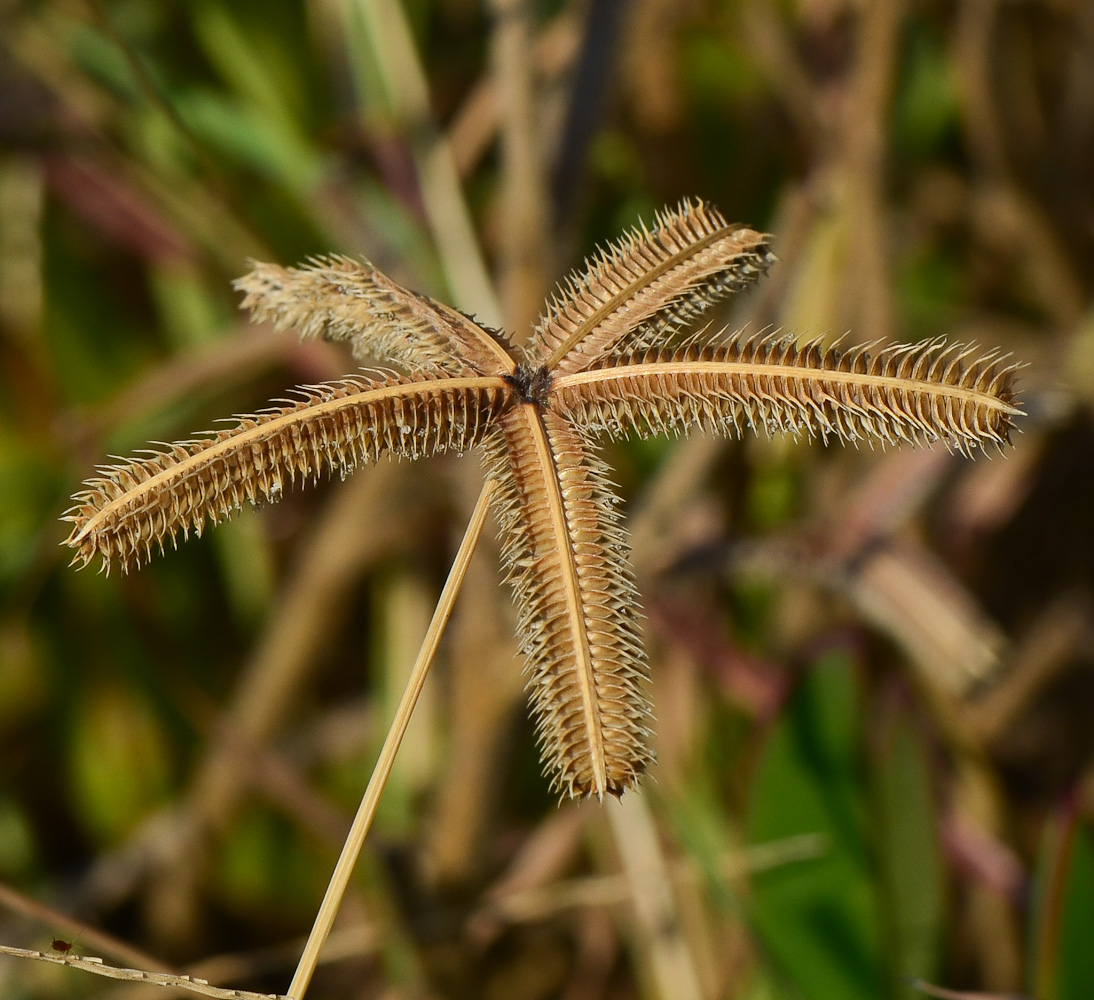 Изображение особи Dactyloctenium aegyptium.