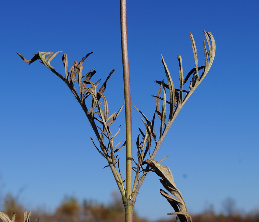 Image of Scabiosa lachnophylla specimen.