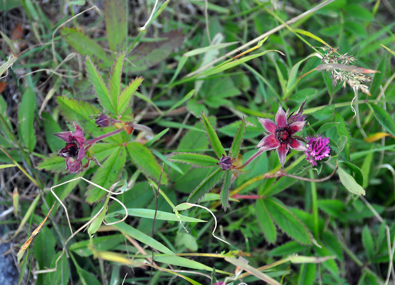 Image of Comarum palustre specimen.