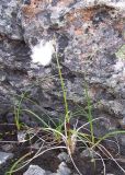 genus Eriophorum