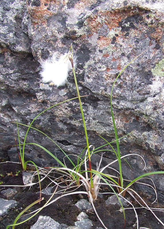 Image of genus Eriophorum specimen.