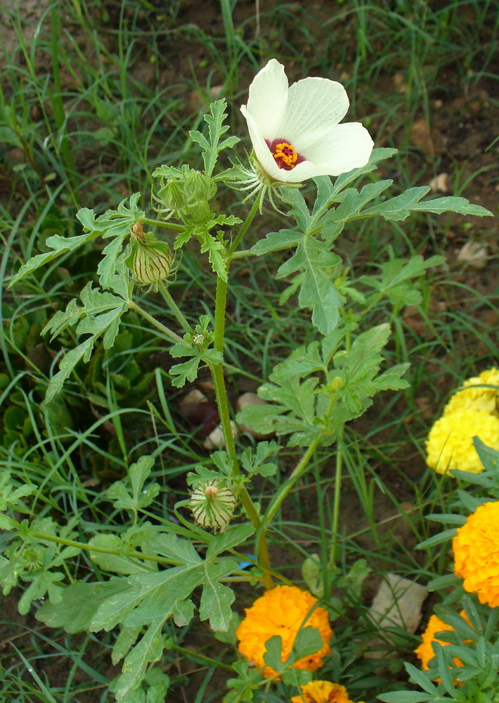 Image of Hibiscus trionum specimen.