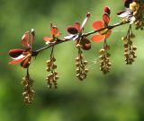Berberis vulgaris форма atropurpurea. Ветвь с нераспустившимися соцветиями. Московская обл., Раменский р-н, окр. дер. Хрипань, садовый участок. 22.05.2014.