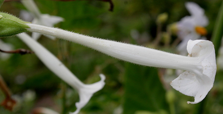 Image of Nicotiana sylvestris specimen.