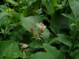 genus Astrantia