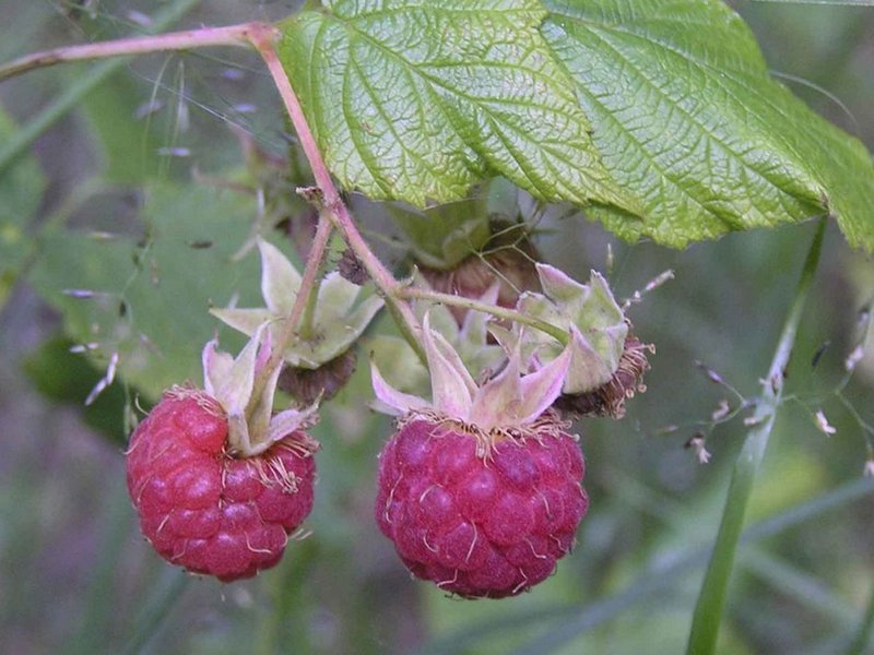 Image of Rubus idaeus specimen.