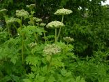 Coelopleurum gmelinii. Верхушка цветущего растения. Камчатский край, Елизовский район, долина реки Авачи, разнотравный луг. 08.07.2008.