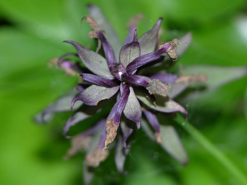 Image of Dactylorhiza aristata specimen.