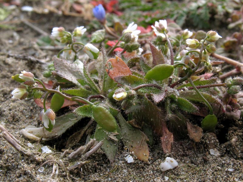 Изображение особи Erophila verna.