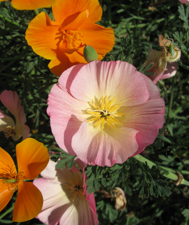 Image of Eschscholzia californica specimen.