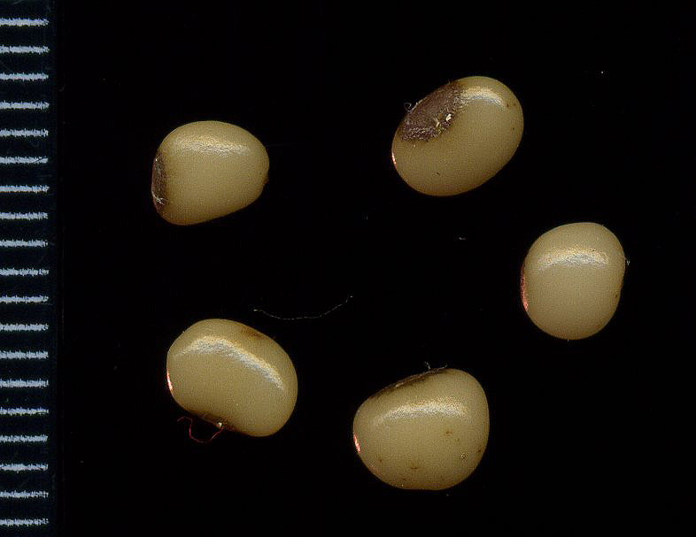 Image of Convallaria majalis specimen.