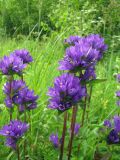 Campanula glomerata. Верхушки побегов с соцветиями. Респ. Коми, окр. г. Сыктывкар, обочина лесной дороги. 11.07.2009.