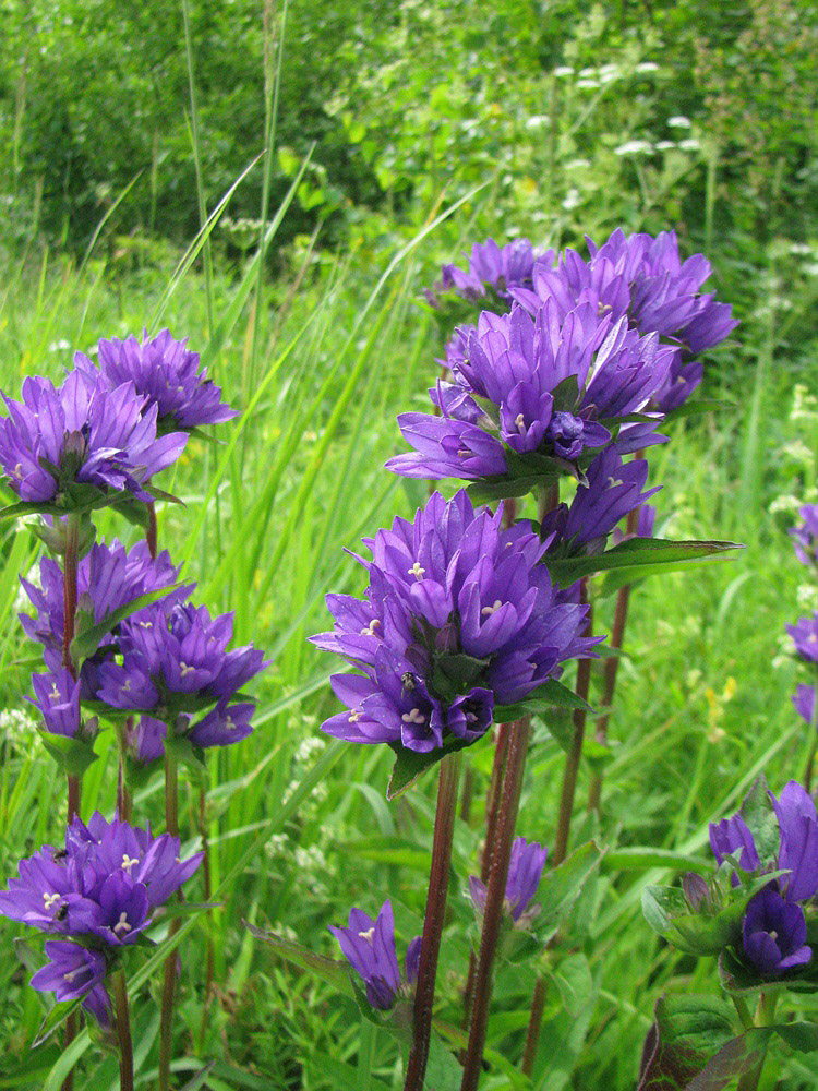 Image of Campanula glomerata specimen.