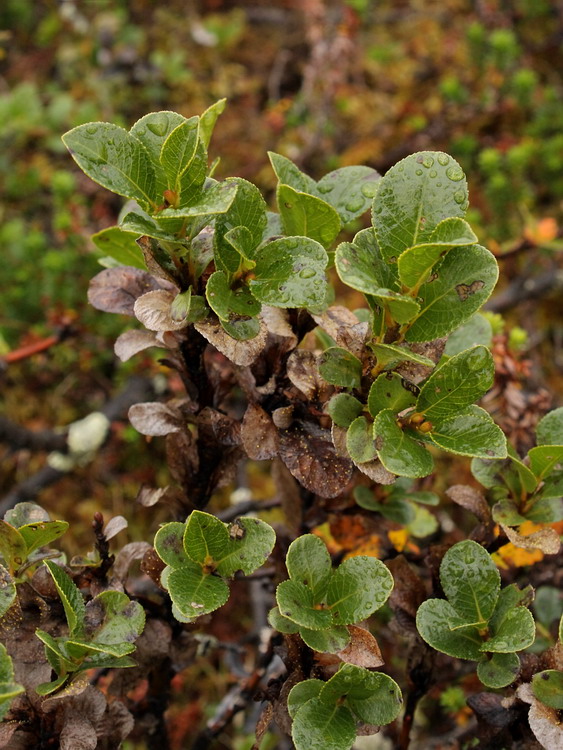 Изображение особи Salix myrsinites.