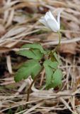 Anemone altaica