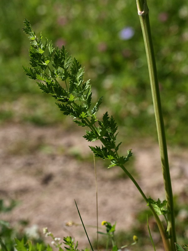 Image of Seseli libanotis specimen.