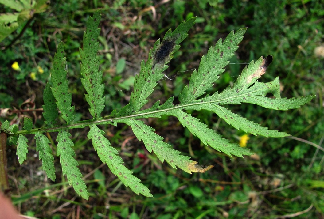 Image of Tanacetum vulgare specimen.