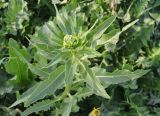 Armoracia rusticana