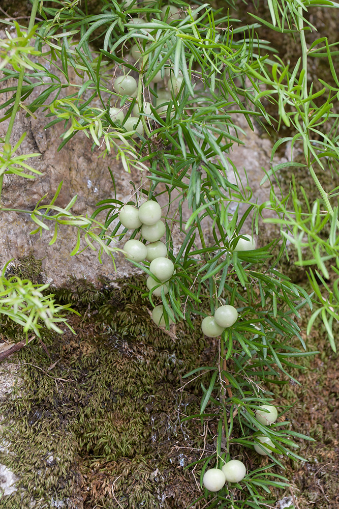 Изображение особи Asparagus verticillatus.