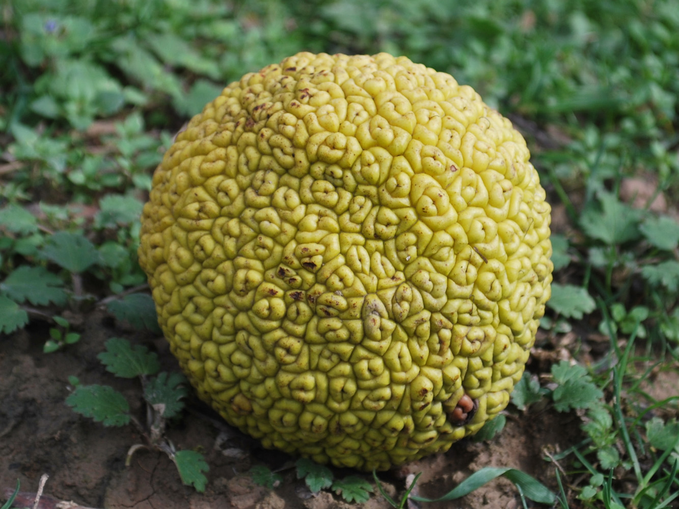 Изображение особи Maclura pomifera.