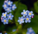 Myosotis sylvatica