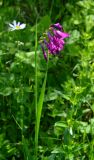 Gladiolus tenuis