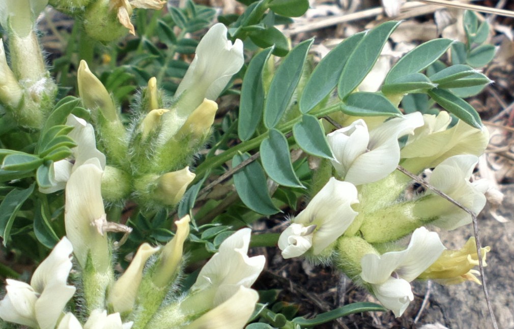 Изображение особи Oxytropis caespitosa.