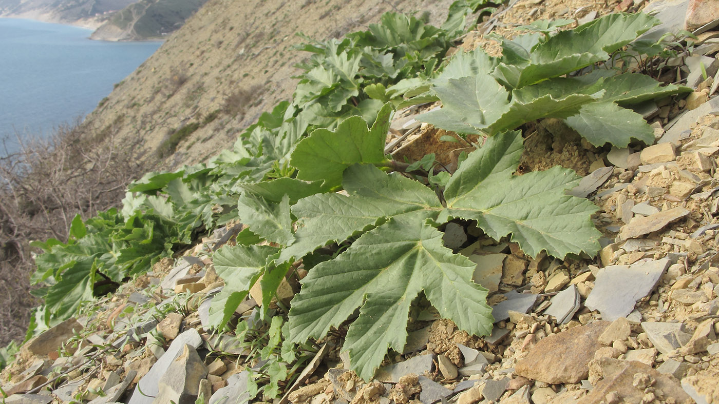 Image of Heracleum stevenii specimen.