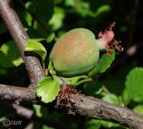 Chaenomeles japonica