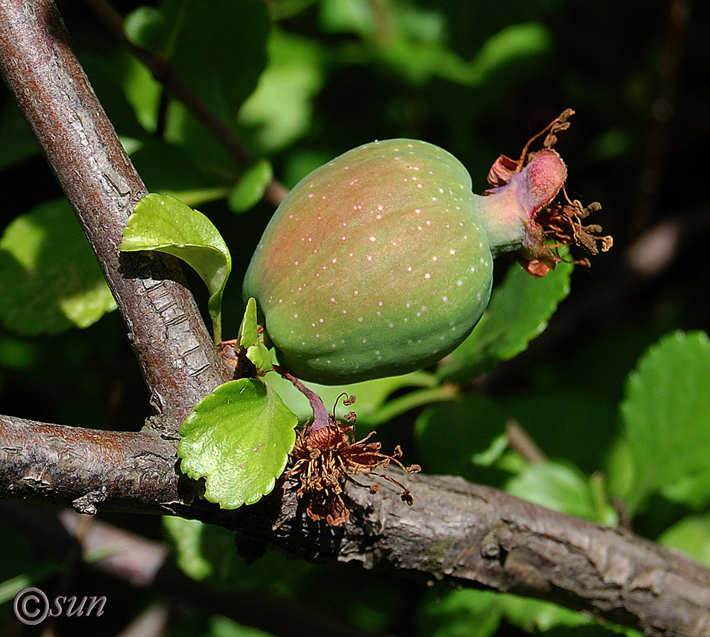 Image of Chaenomeles japonica specimen.